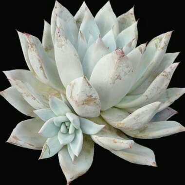 Echeveria Colorata