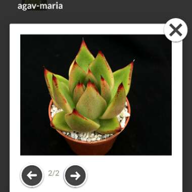Echeveria Mira