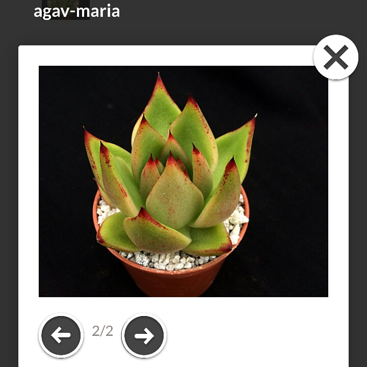 Plant image Echeveria Mira