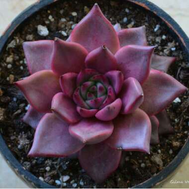 Echeveria Agavoides Romeo