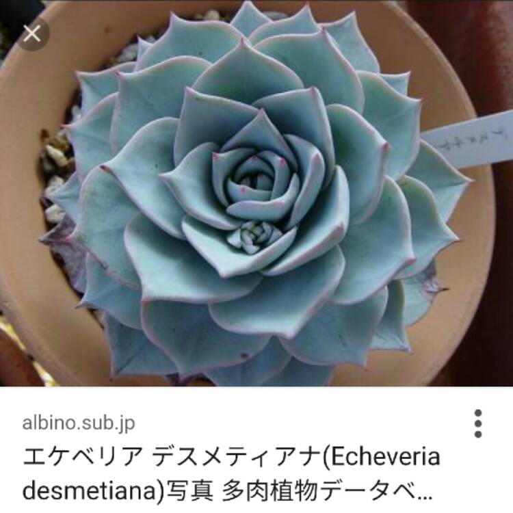 Plant image Echeveria Desmetiana v. Peacocki