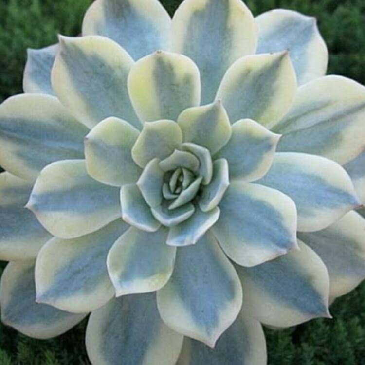 Plant image Echeveria Desmetiana v. Peacocki