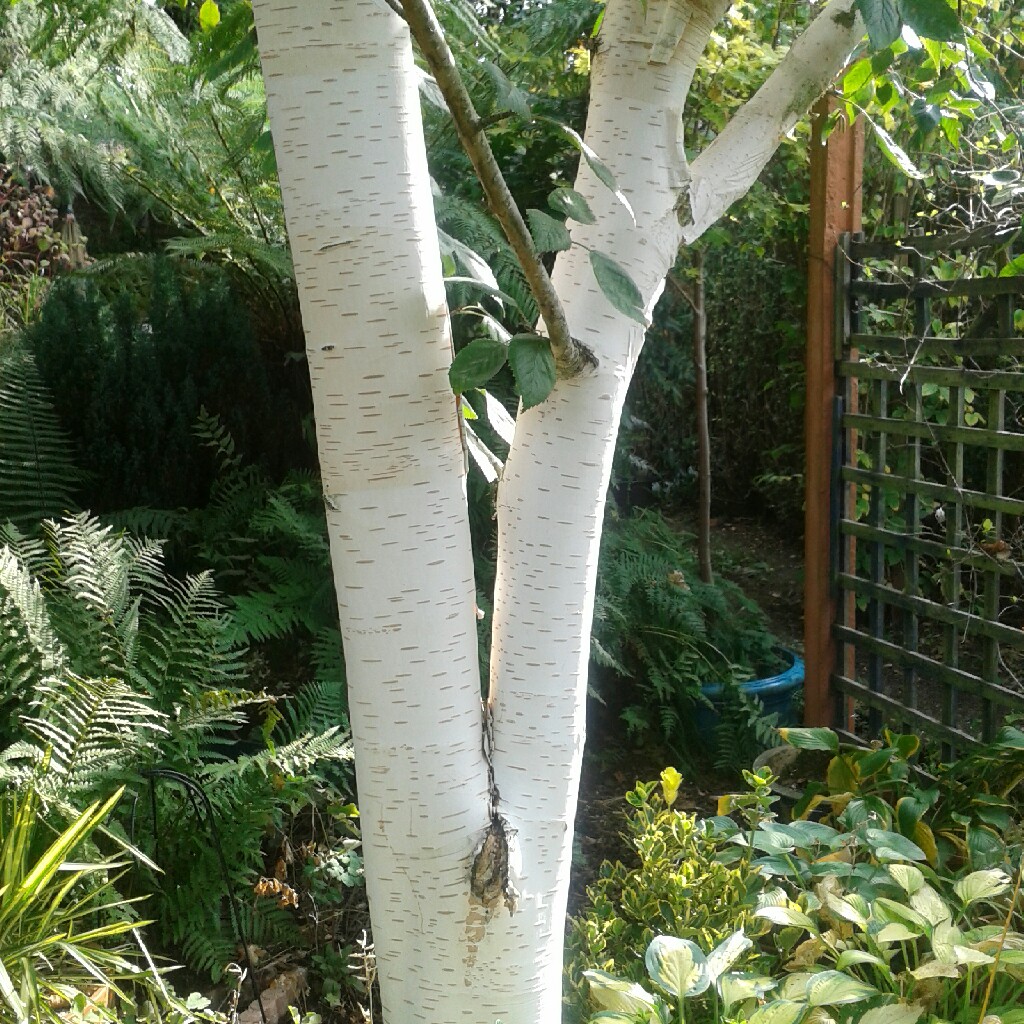 Betula utilis 'Jacquemontii'