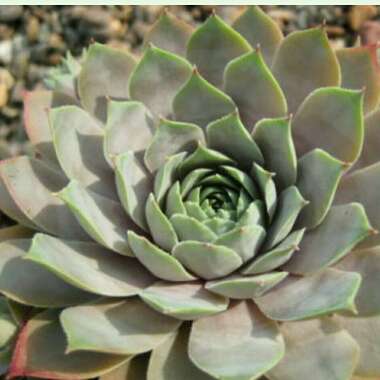 Sempervivum Bluetime