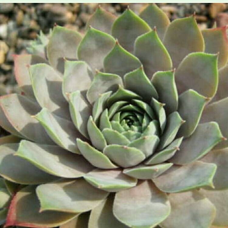 plant image 314282