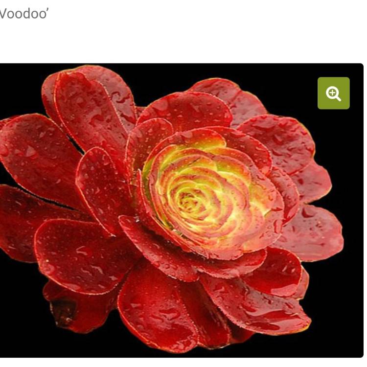Plant image Aeonium Voodoo