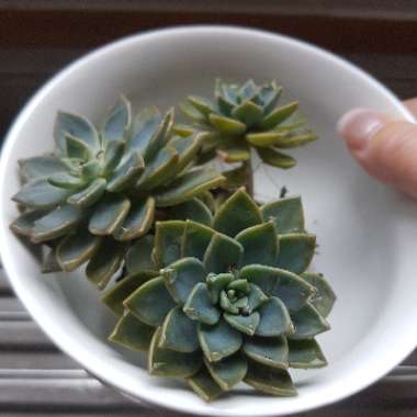 Echeveria Alpina