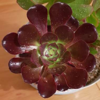 Aeonium Voodoo