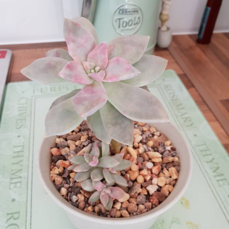 Plant image Graptopetalum Victor Kane