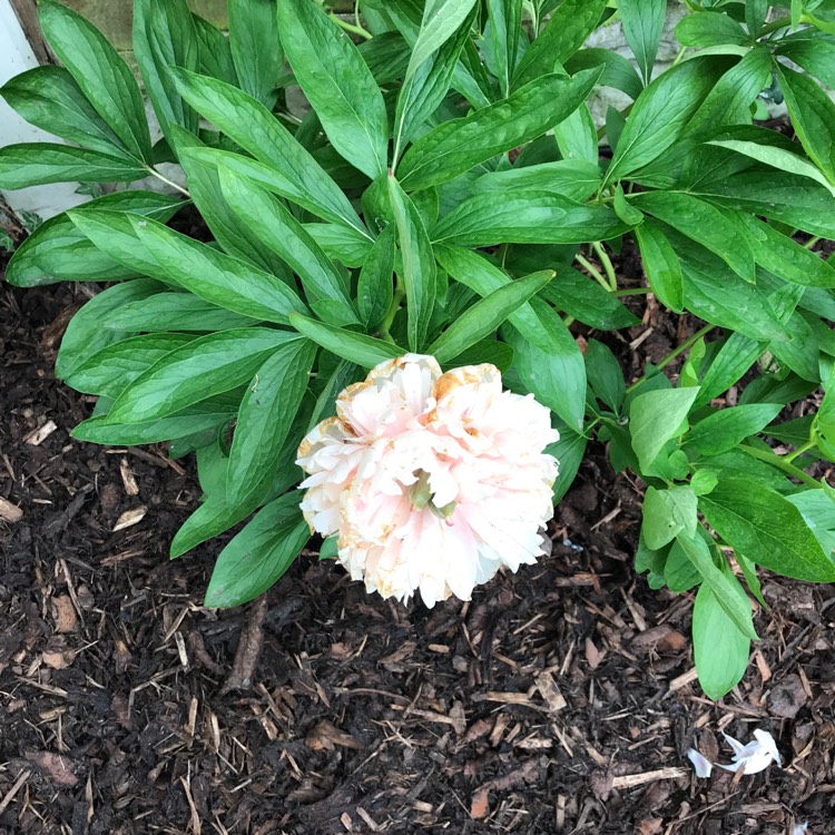 Plant image Paeonia x festiva 'Rosea Plena' syn. Paeonia officinalis 'Rosea Plena', Paeonia 'Old Double Rose'