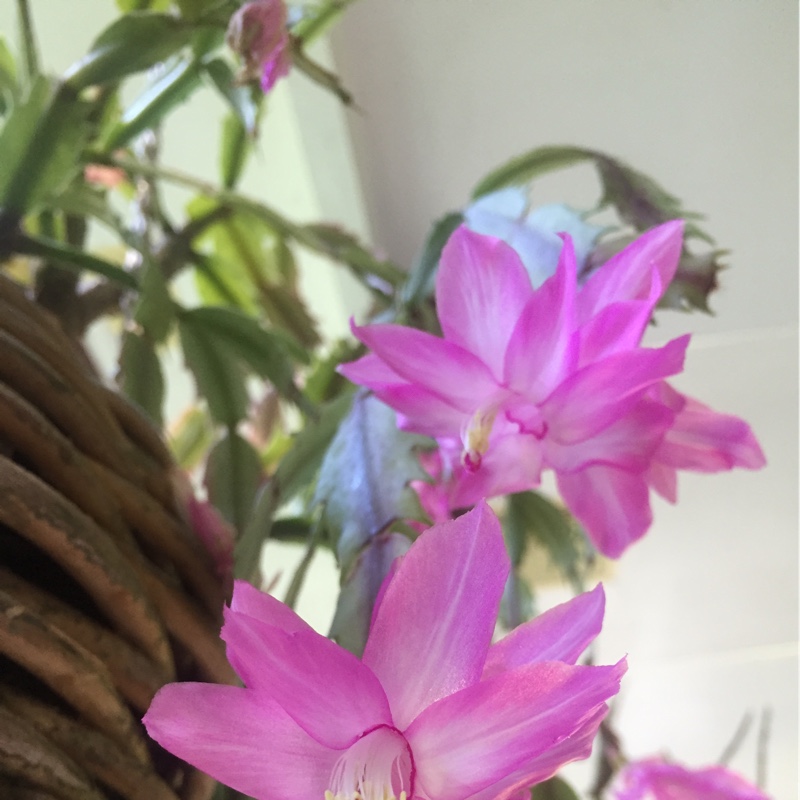 plant image 161904