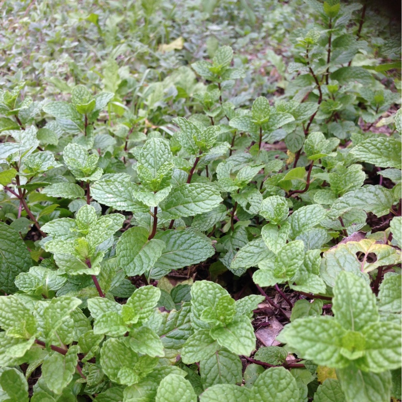 plant image 163450
