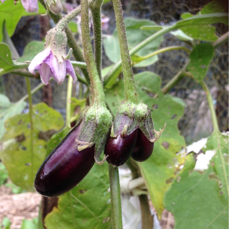 Aubergine 'Black Beauty'