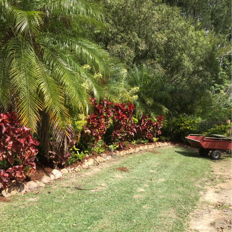 Carrie's garden