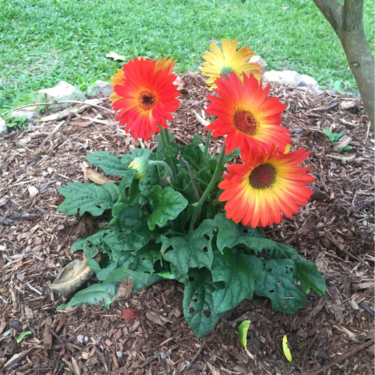 plant image 226442