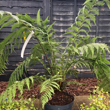 Dicksonia antarctica