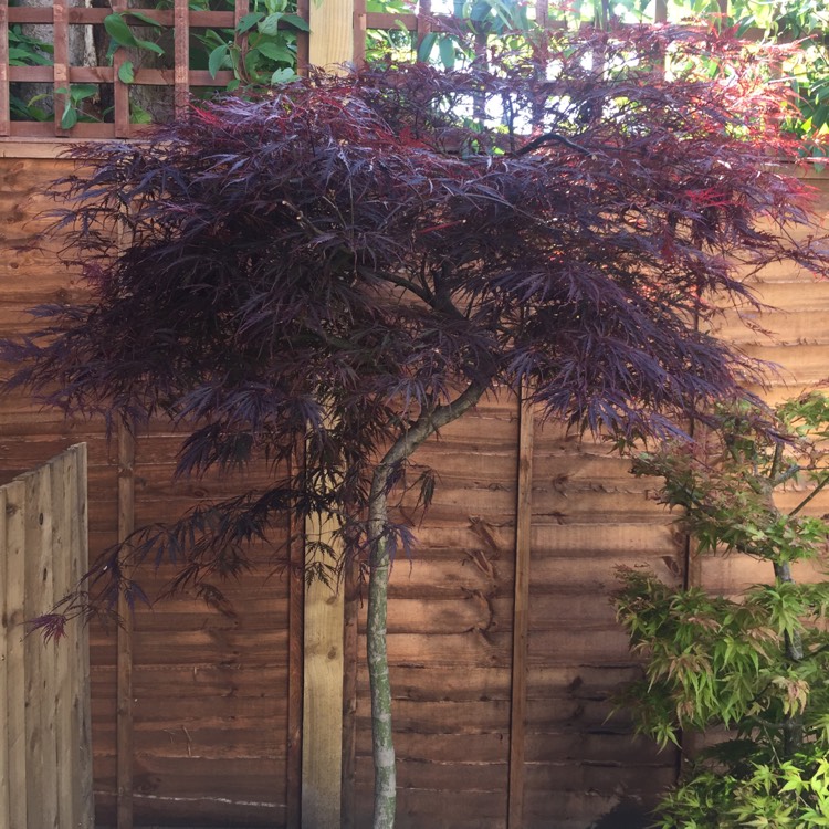 Plant image Acer Palmatum 'Inaba-Shidare'