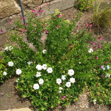 Carrie's garden