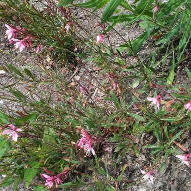Lindheimer's Beeblossom 'Siskiyou Pink'