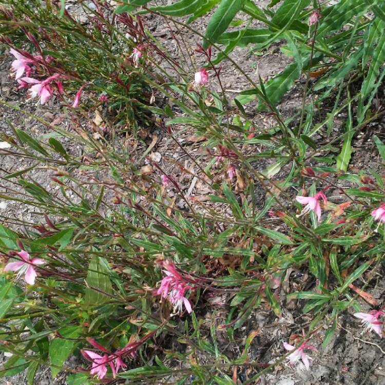 Plant image Oenothera lindheimeri 'Siskiyou Pink' syn. Gaura lindheimeri 'Siskiyou Pink'