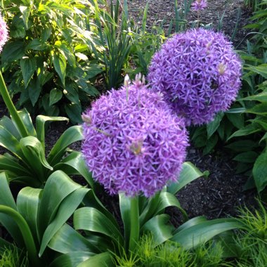 Allium 'Purple Sensation'