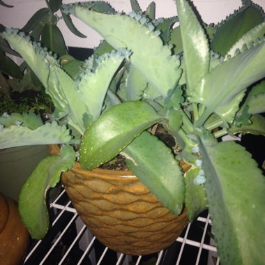 Mother of Thousands