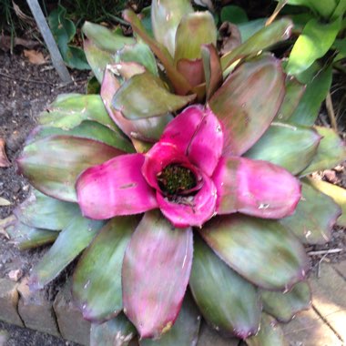 Cj's garden