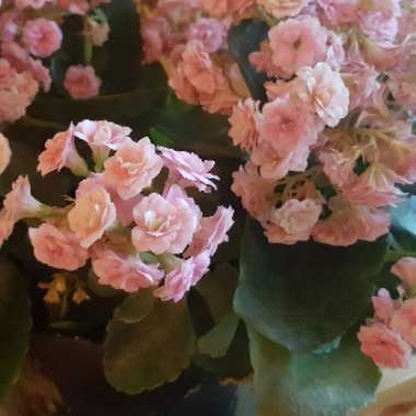 Kalanchoe 'Blossfeldiana'