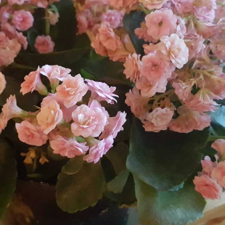 plant image 1347572