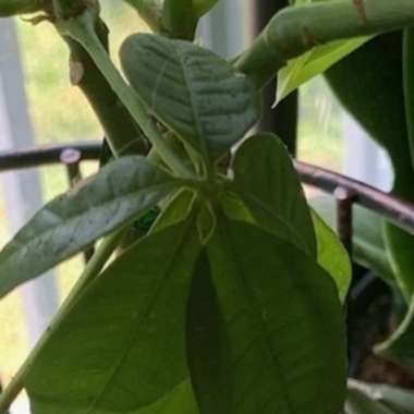 Money Tree Plant