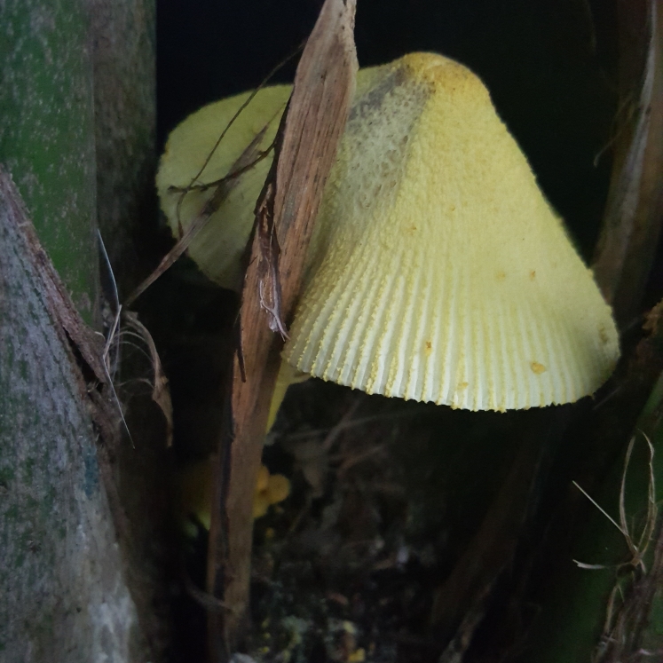 Plant image Leucocoprinus birnbaumii