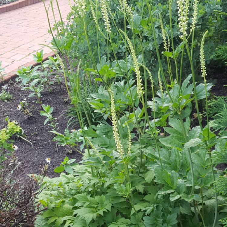 Plant image Actaea racemosa syn. Cimicifuga racemosa