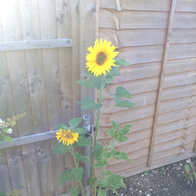 plant image 173926