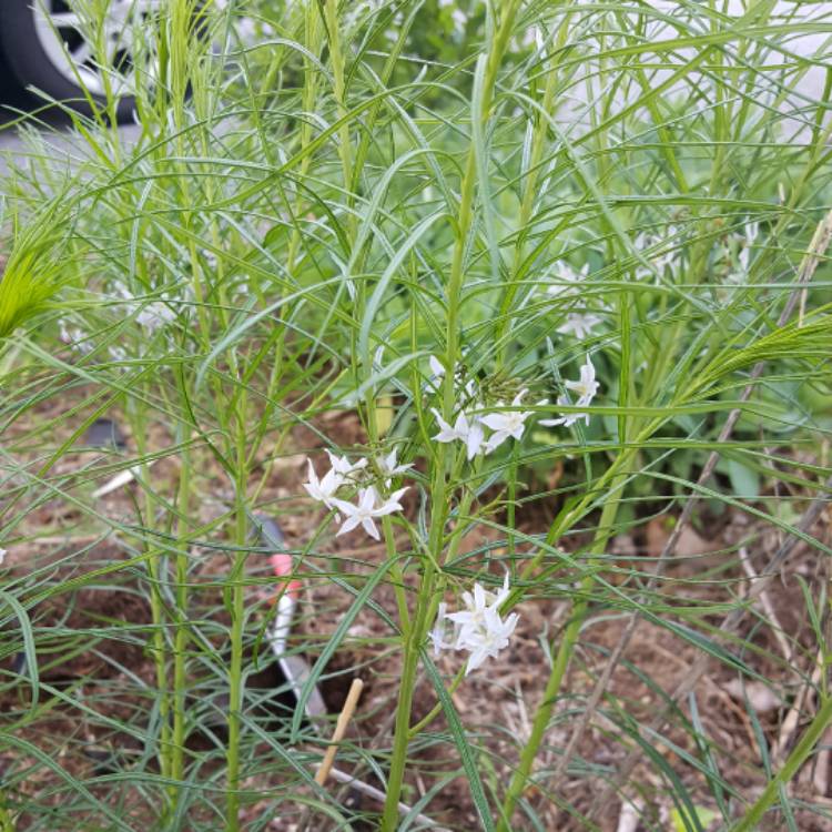 plant image 424701