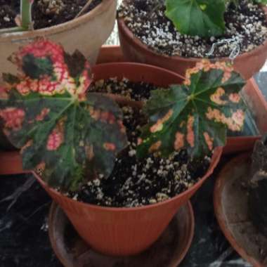 Begonia x fuscomaculata