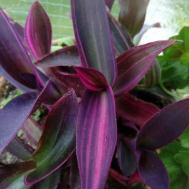 Purple-Heart Spiderwort 'Variegata'