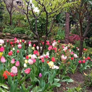 César 's garden