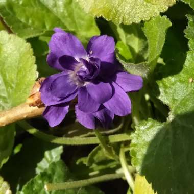 Parma Violet