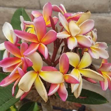 Frangipani