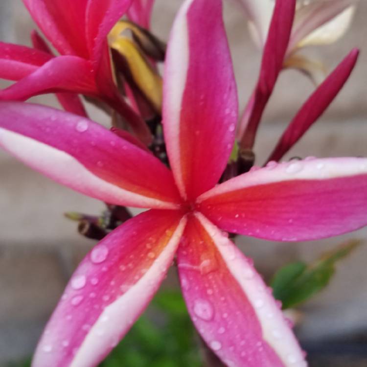 plant image 1544050