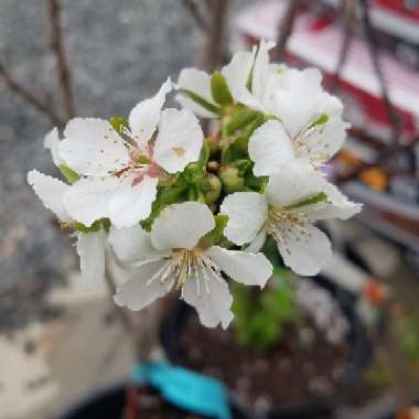 Casey's garden