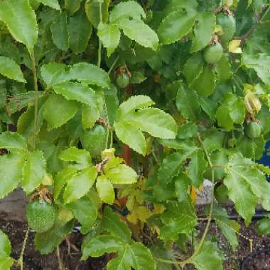 Casey's garden