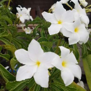 Casey's garden