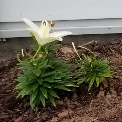 plant image 1015328