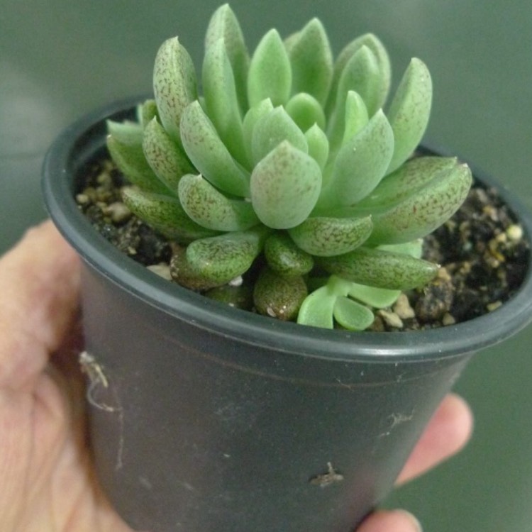 plant image 1007280