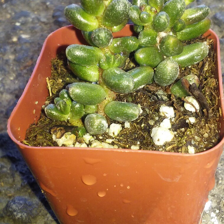 Jose's garden