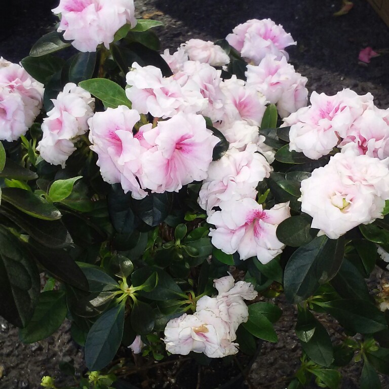 Jose's garden