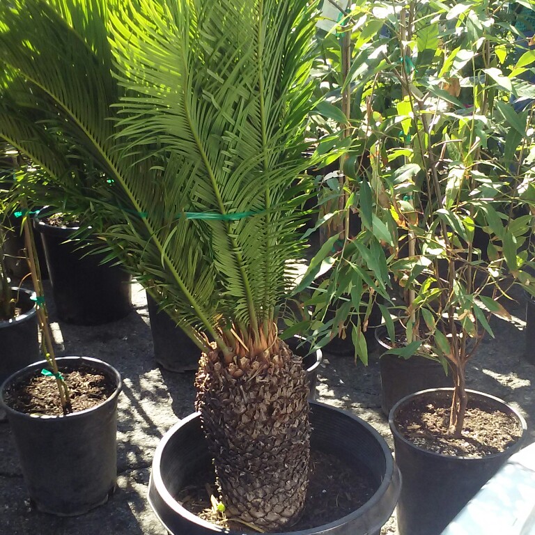 Jose's garden