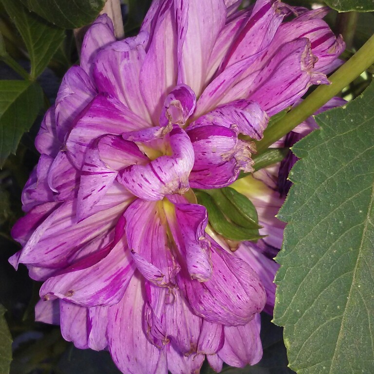 Dahlia 'Gallery Art Nouveau' (Decorative)