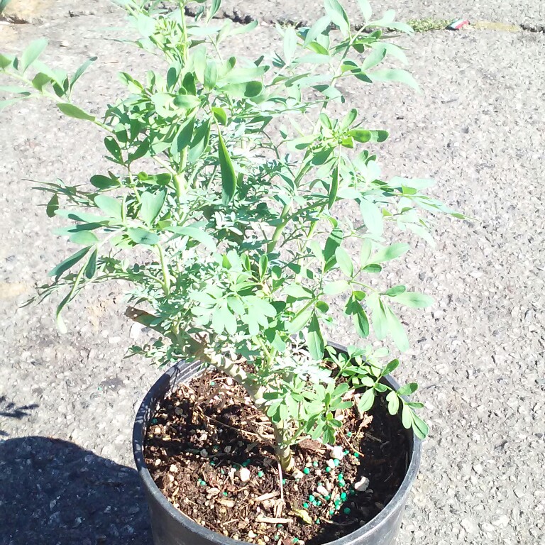 Jose's garden